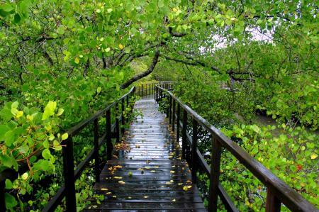 Kasus hutan mangrove Bali