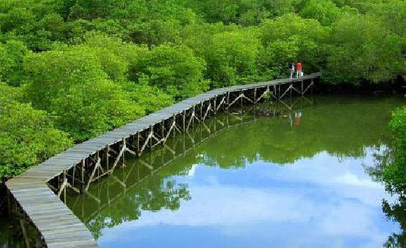 Kasus hutan mangrove Bali