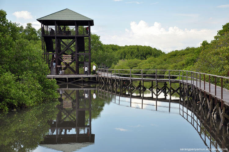 Kasus hutan mangrove Bali