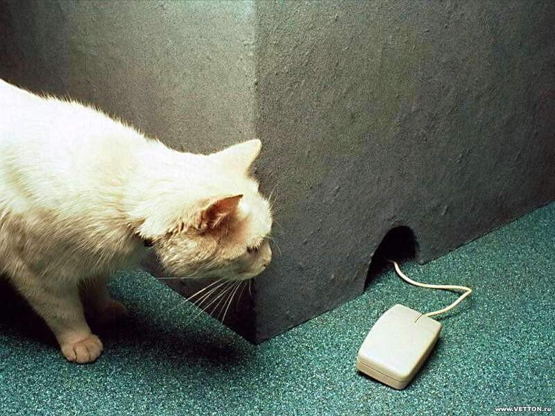 Target Kucing Jaman Sekarang 