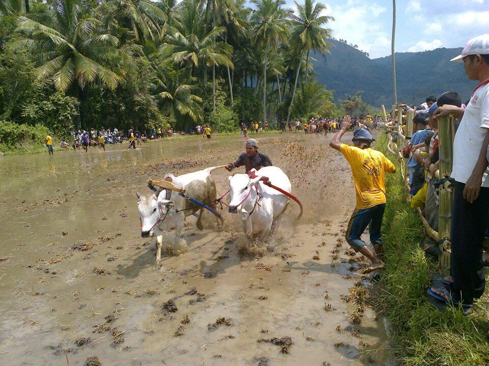 pacu jawih