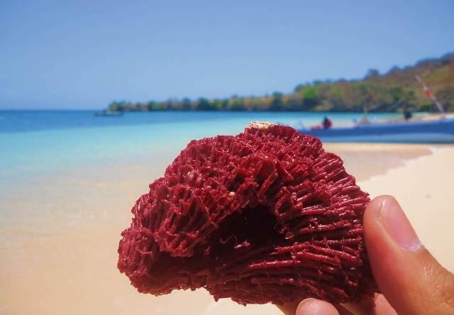 Pantai Pink, Harta Karun Tersembunyi di Lombok