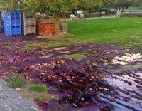 Wow ! 6000 Liter Red Wine Tumpah karena Vandalisme