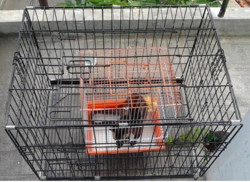 Kandang Kucing Gecko Murah Jogja