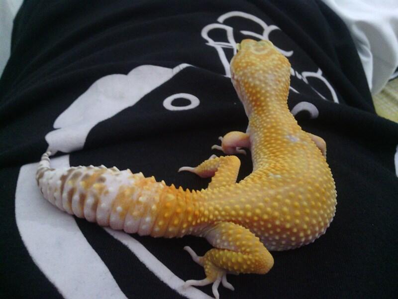 Kandang Kucing Gecko Murah Jogja