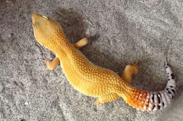 Kandang Kucing Gecko Murah Jogja