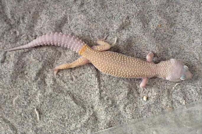 Kandang Kucing Gecko Murah Jogja