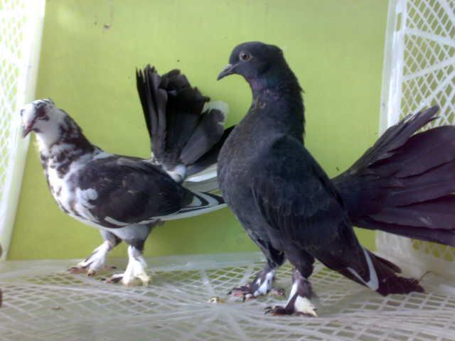 Terjual Burung Dara Merpati Hias Kipas Persi Fantail Anakan