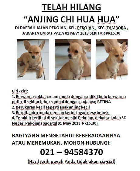 &#91;INFO&#93; ANJING HILANG, PEKOJAN, JAKARTA. MOHON BANTUAN AGAN-AGAN