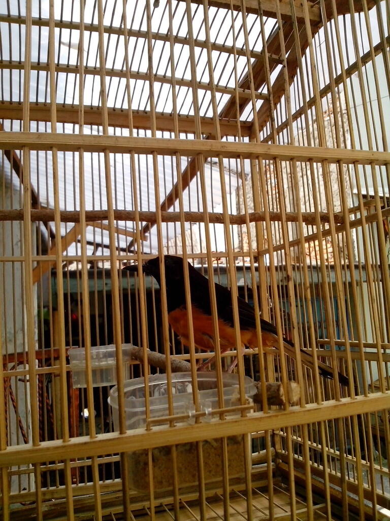 murai batu lampung