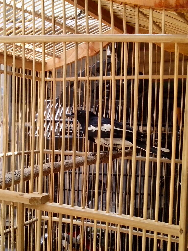 kacer jawa barat