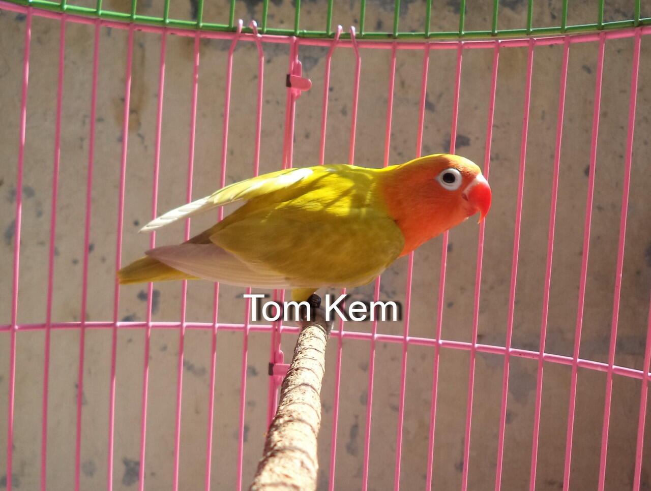 Made By Counterpoint Magazine Burung Lovebird Paskun