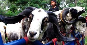 &#91;Berita Fauna&#93; 200 Domba Garut Ikut Lomba Peragaan Busana