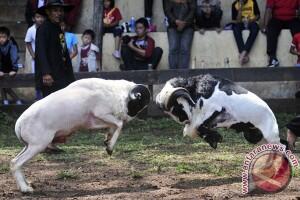 &#91;Berita Fauna&#93; 200 Domba Garut Ikut Lomba Peragaan Busana