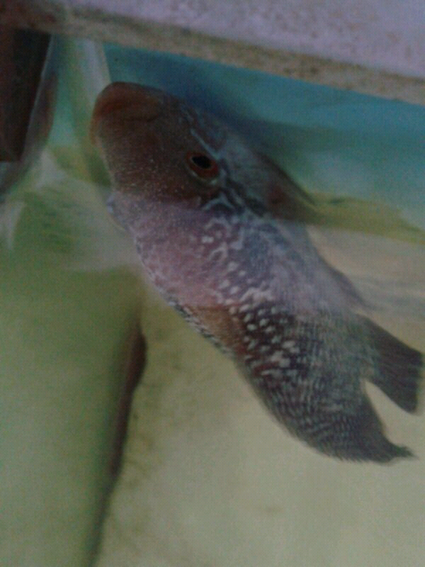Ikan Louhan Ane Kena White Spot Ws Kaskus