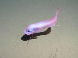 Ditemukan Spesies Ikan “Hantu” di Kedalaman 7 Kilometer!