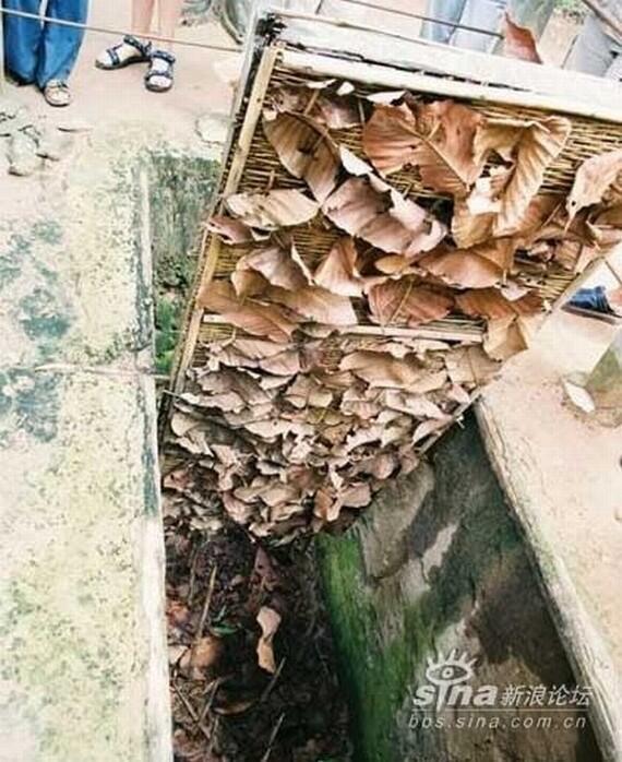 Perangkap Mengerikan di Perang Vietnam
