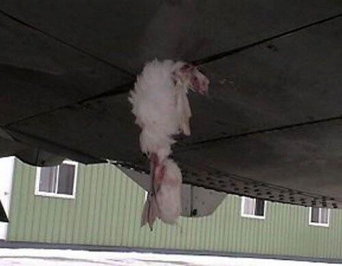 Fakta burung sebagai makhluk paling mengerikan bagi dunia penerbangan