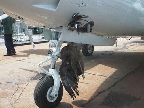 Fakta burung sebagai makhluk paling mengerikan bagi dunia penerbangan