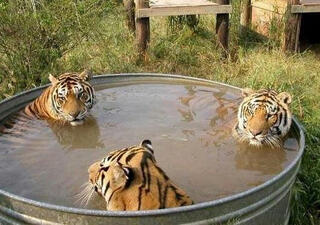 Heboh..!!! Pic &quot;TRIO MACAN&quot; di bathtub beredar di internet.....