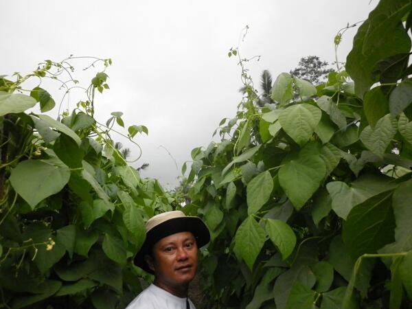 Terjual PUPUK ORGANIK MANTAP untuk CABE SAYURAN BUAH2AN Terjual PUPUK ORGANIK MANTAP untuk CABE SAYURAN BUAH2AN