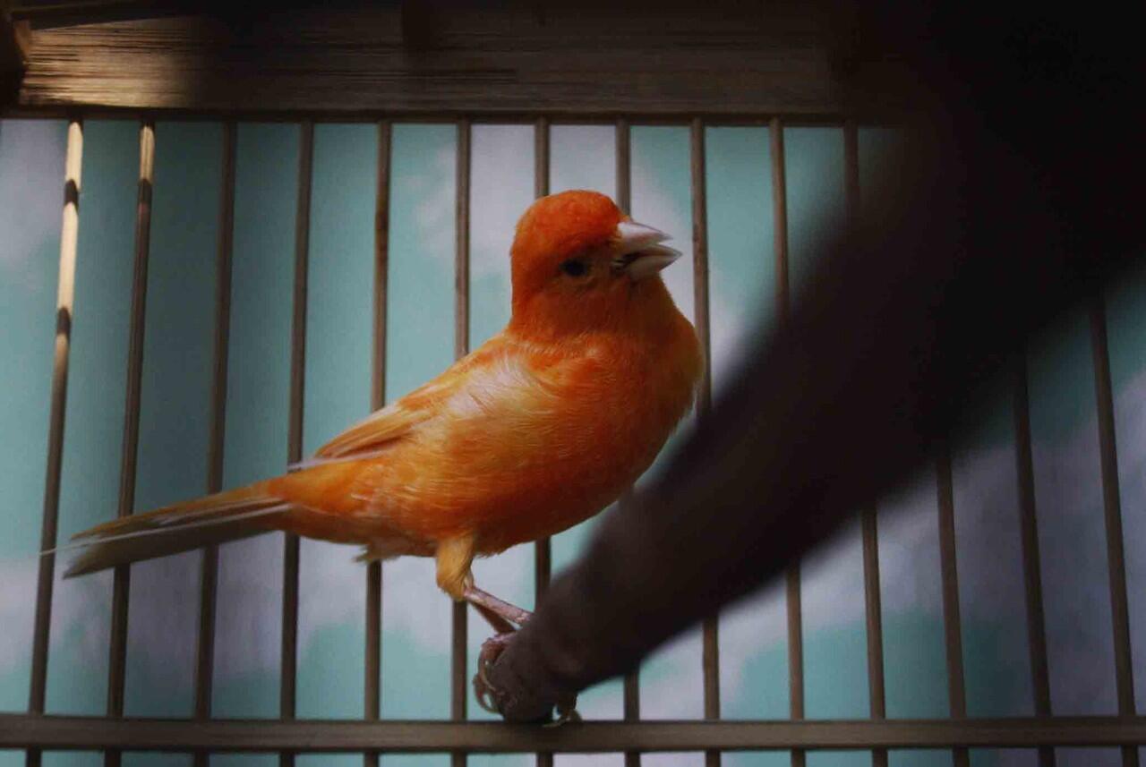 kenari merah lokal betina (bandung)