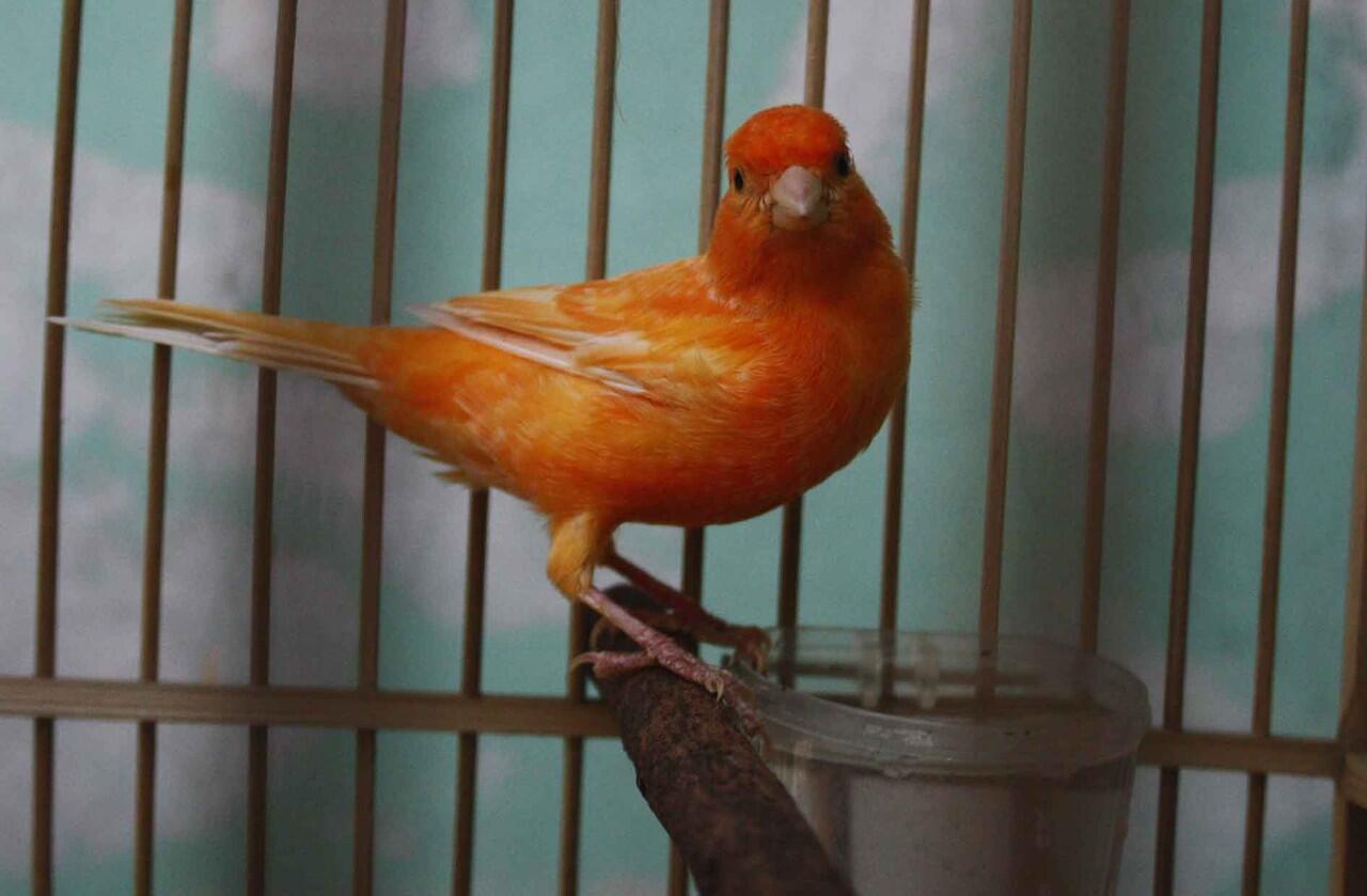 kenari merah lokal betina (bandung)