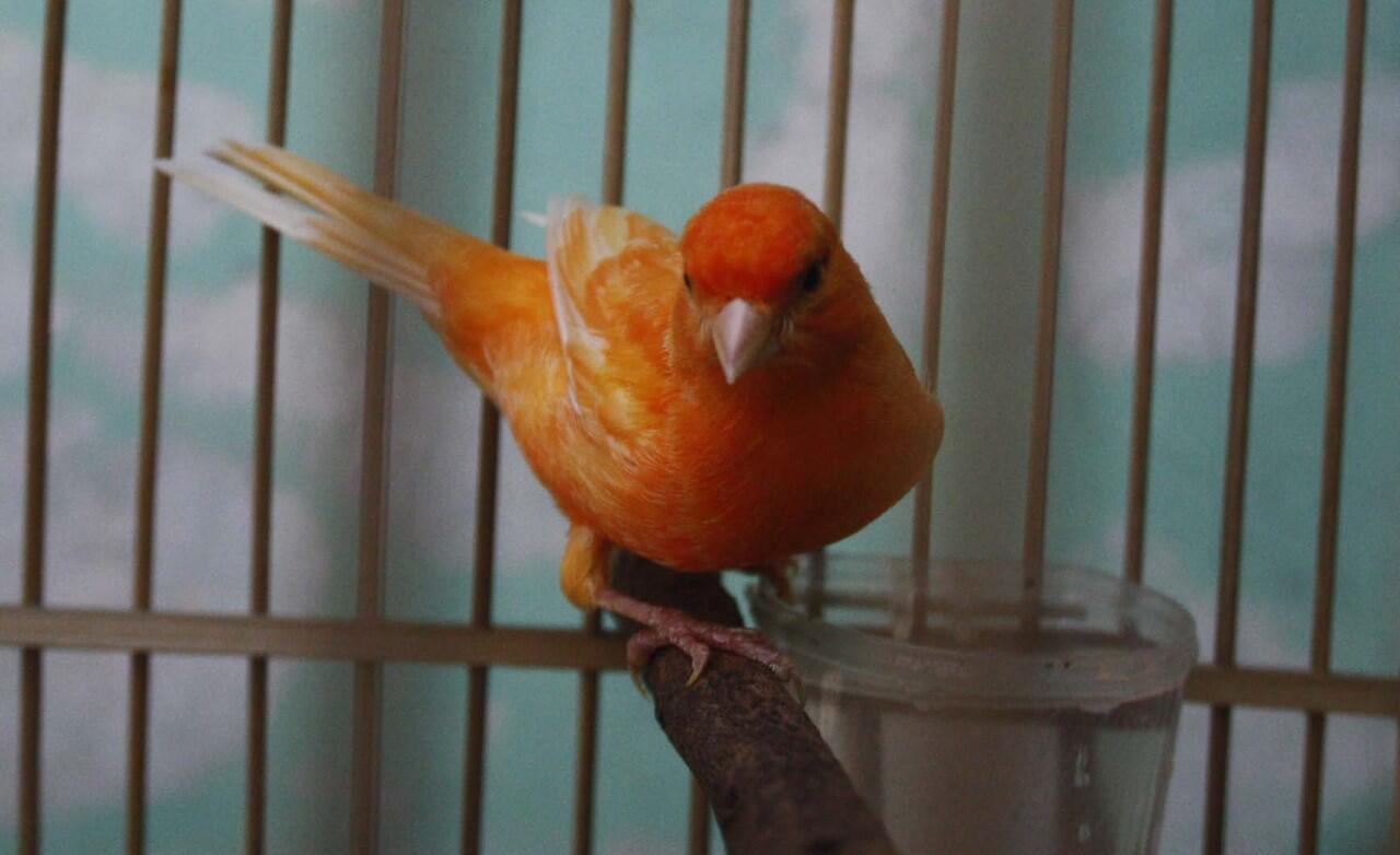 kenari merah lokal betina (bandung)