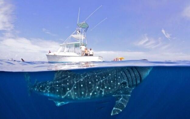 Arti Kumpulan Gambar: Lucu, Unik, Aneh?