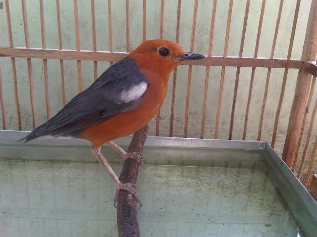 Anis Merah Page 38 Kaskus