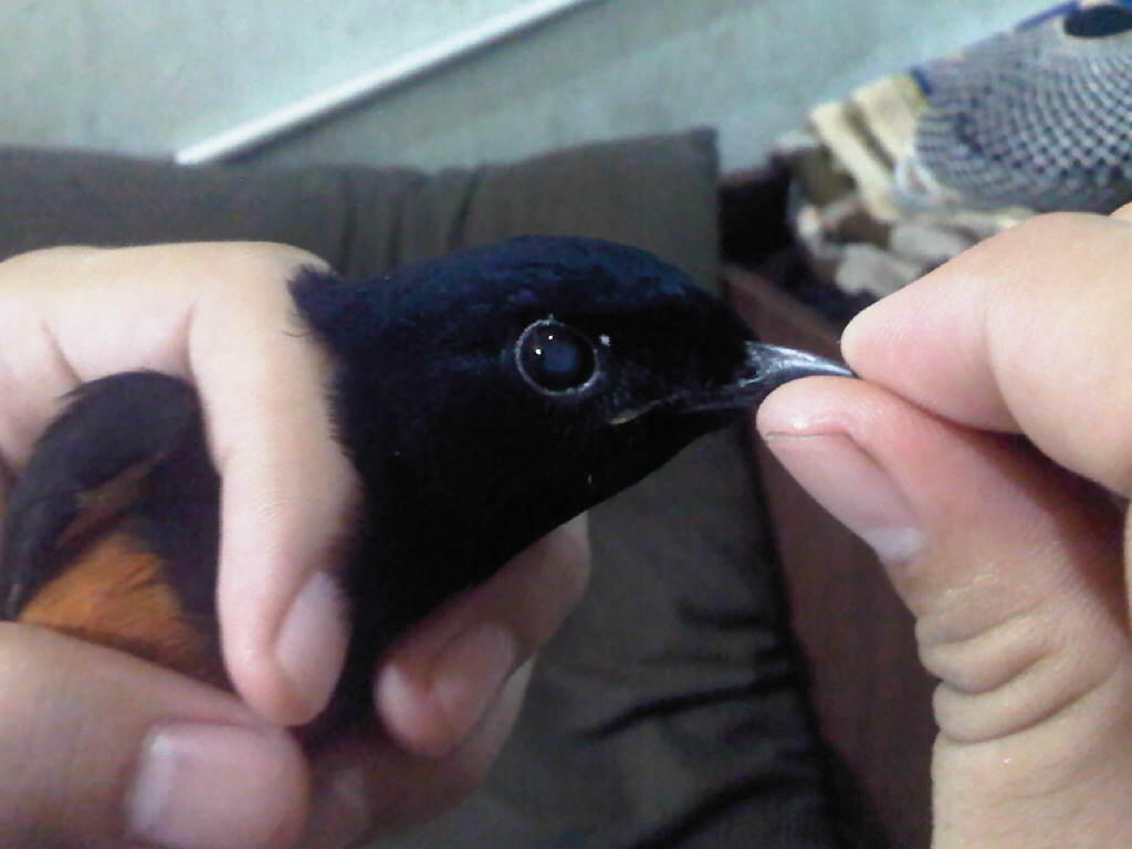 Murai Batu Mania