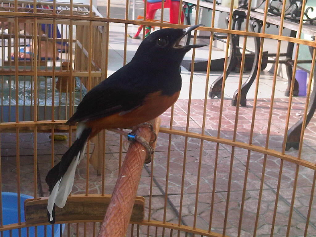 Murai Batu Mania