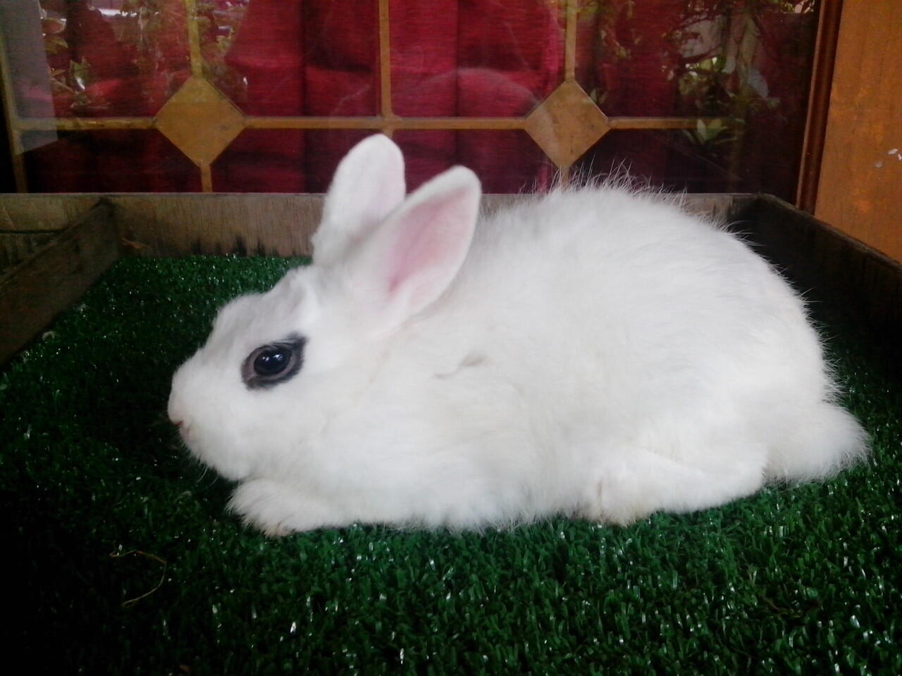 kelinci dwarf hotot 5 ekor,2 ekor mulus gan..susah nyarinya nih