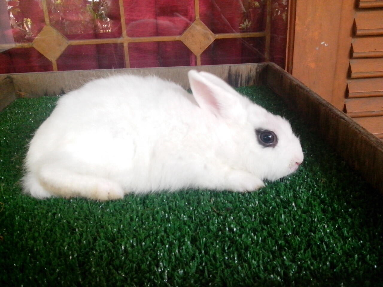 kelinci dwarf hotot 5 ekor,2 ekor mulus gan..susah nyarinya nih