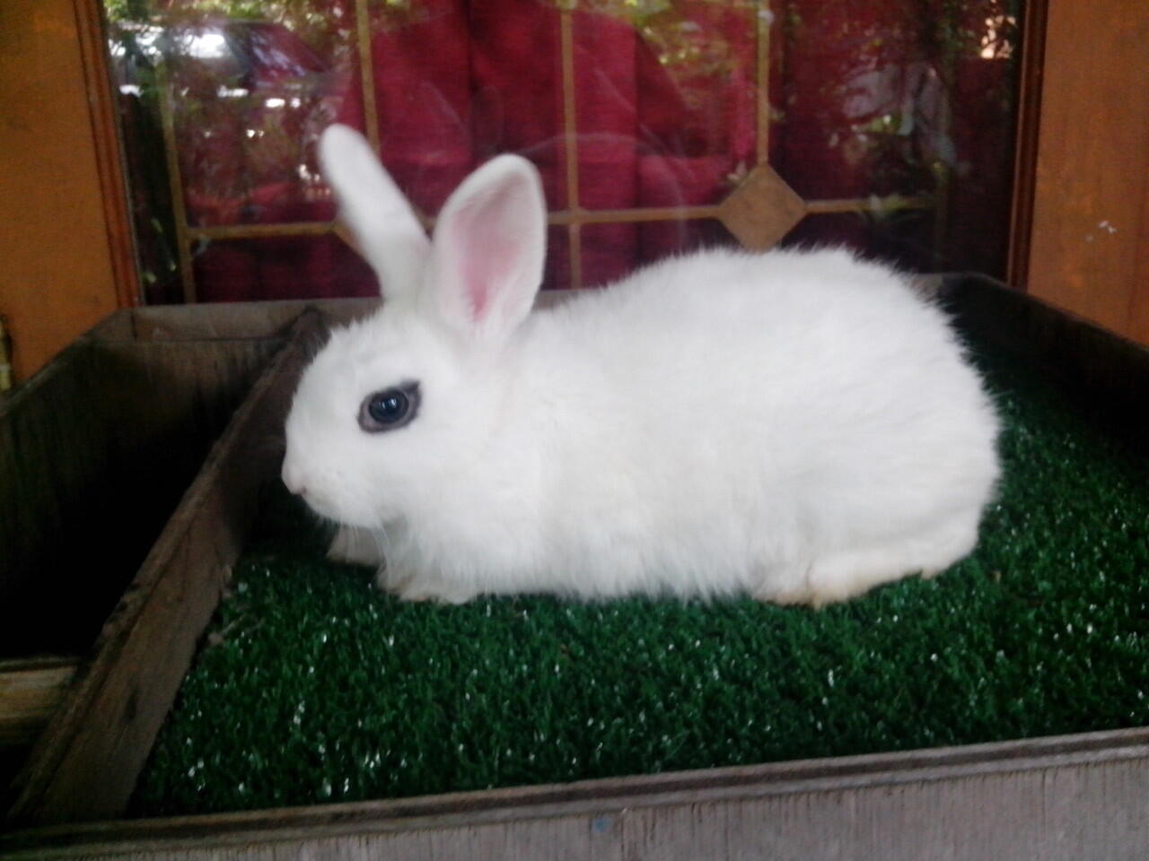 kelinci dwarf hotot 5 ekor,2 ekor mulus gan..susah nyarinya nih