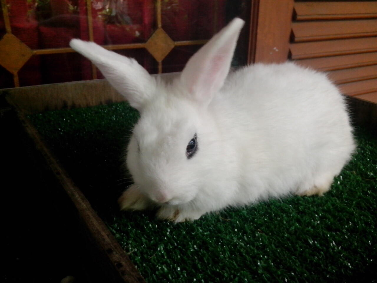 kelinci dwarf hotot 5 ekor,2 ekor mulus gan..susah nyarinya nih
