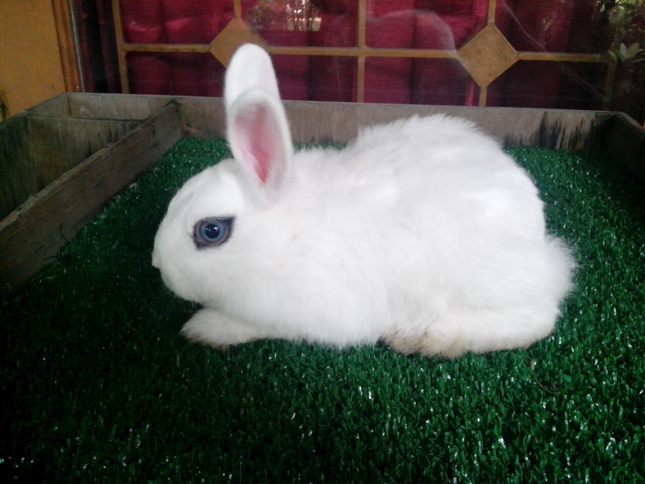 kelinci dwarf hotot 5 ekor,2 ekor mulus gan..susah nyarinya nih