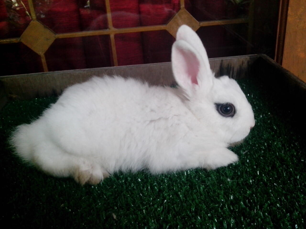 kelinci dwarf hotot 5 ekor,2 ekor mulus gan..susah nyarinya nih