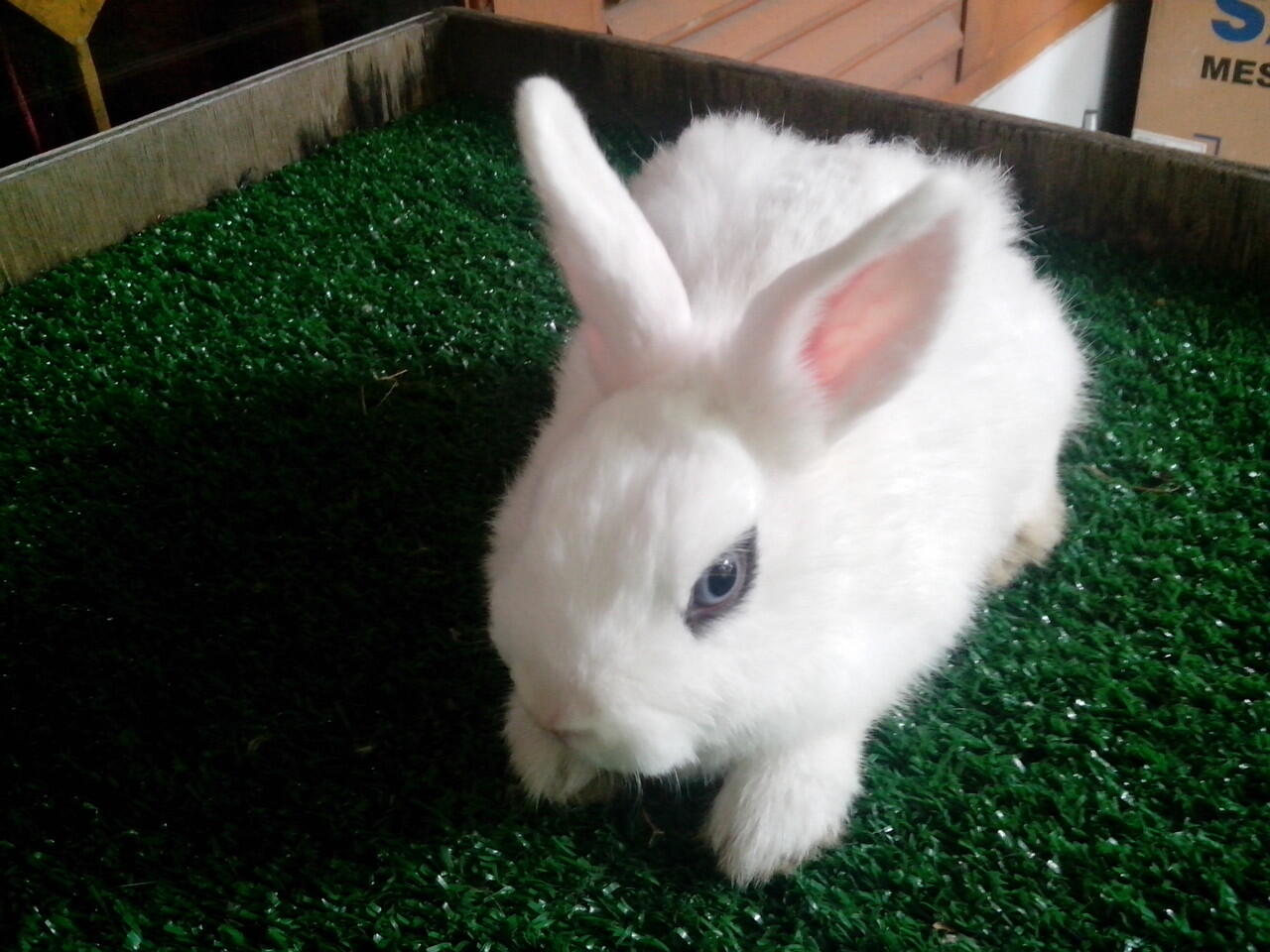 kelinci dwarf hotot 5 ekor,2 ekor mulus gan..susah nyarinya nih