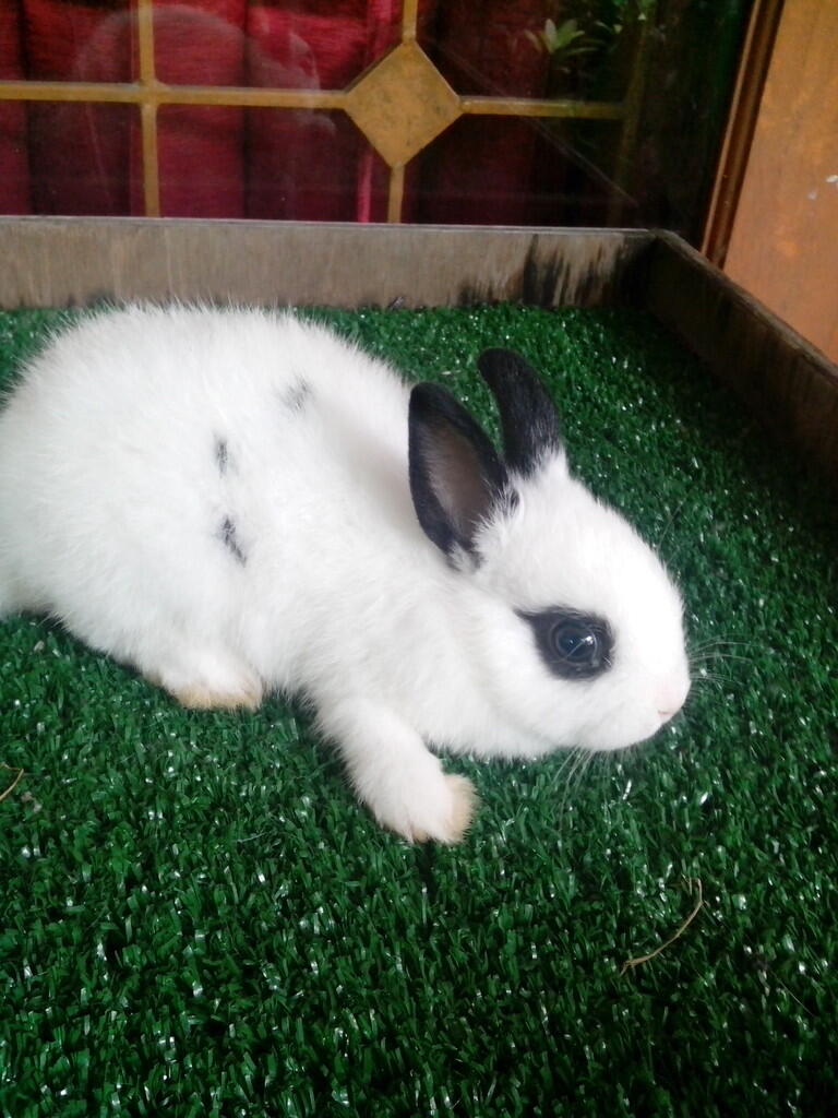 kelinci dwarf hotot 5 ekor,2 ekor mulus gan..susah nyarinya nih