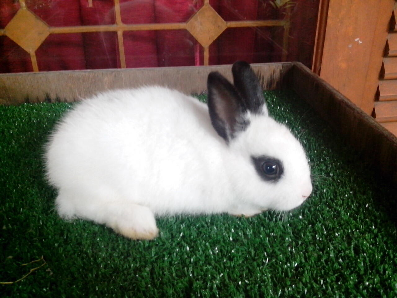 kelinci dwarf hotot 5 ekor,2 ekor mulus gan..susah nyarinya nih