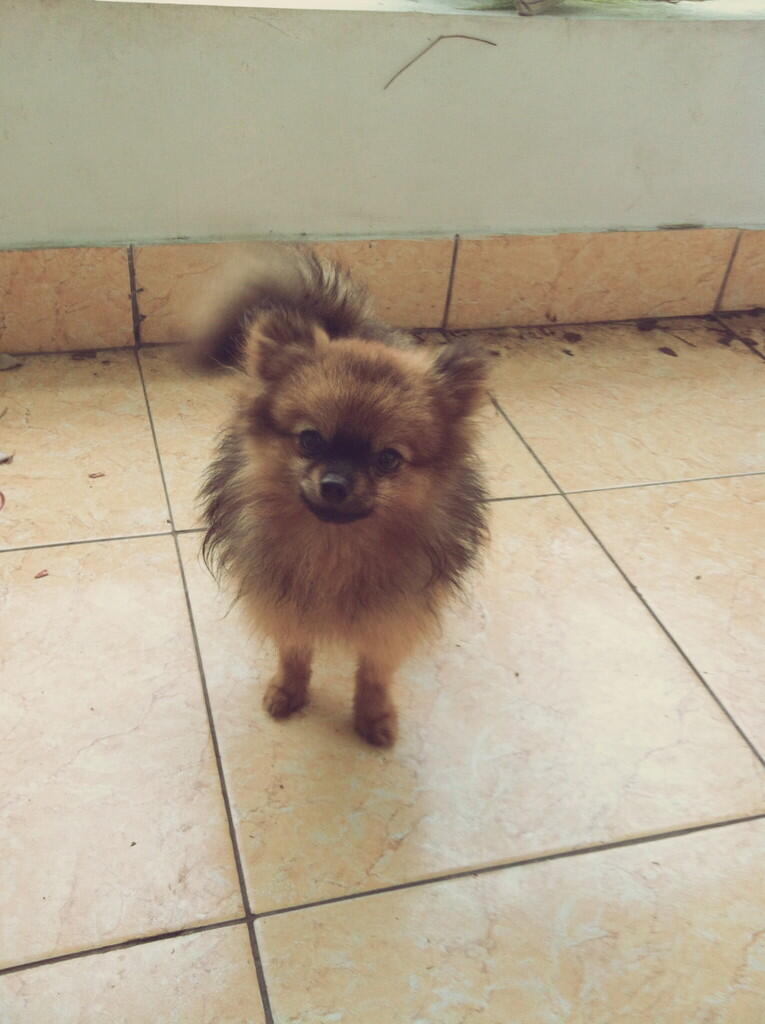 Terjual Jual Anjing Mini Pom Minipom Murah Turunan Import Bandung