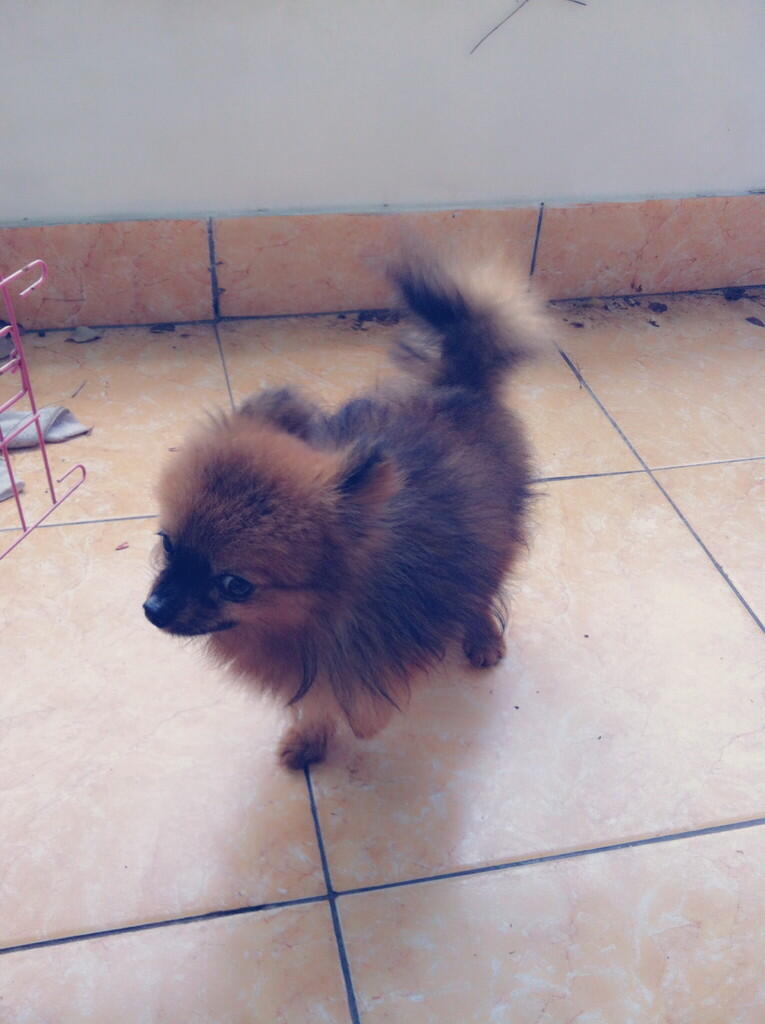 Terjual Jual Anjing Mini Pom Minipom Murah Turunan Import Bandung