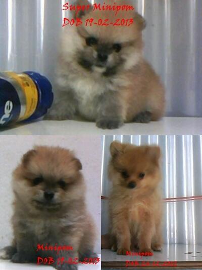 SUPER MINIPOM, MINIPOM & CALON INDUKAN MINIPOM BLOODLINE IMPORT USA