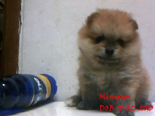 SUPER MINIPOM, MINIPOM & CALON INDUKAN MINIPOM BLOODLINE IMPORT USA