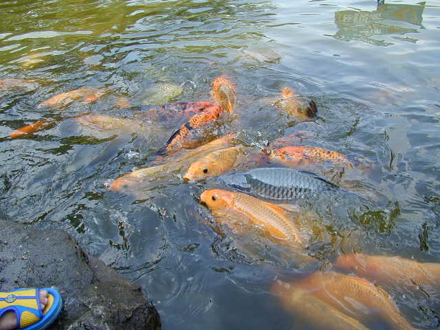 mau lihat ikan bobok??? masuk gan :D