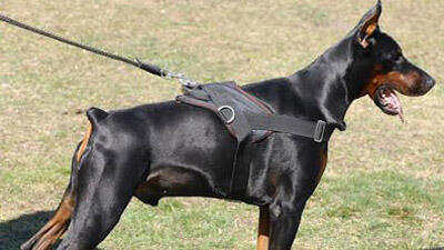 Beberapa hewan ini mampu mencium bau hingga puluhan kilo meter 