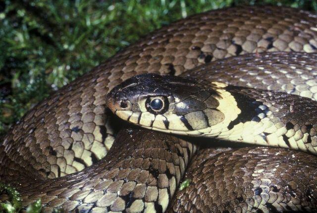 Beberapa hewan ini mampu mencium bau hingga puluhan kilo meter 