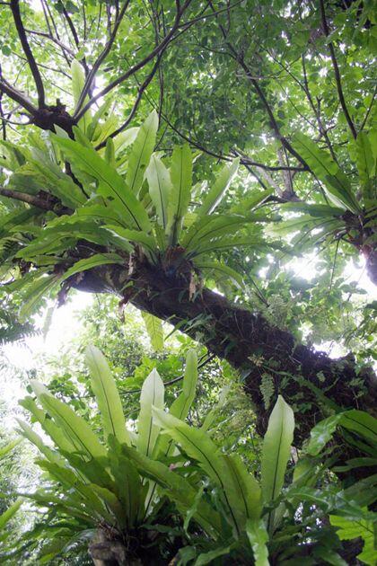 Pakis (Fern) lovers --- abundant &amp; everywhere ---