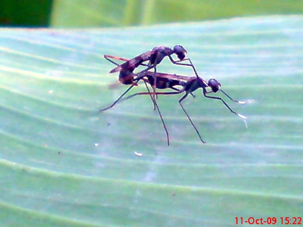 [pic BB++] kacau gan Siang2 Kimpoy di atas pohon pisang